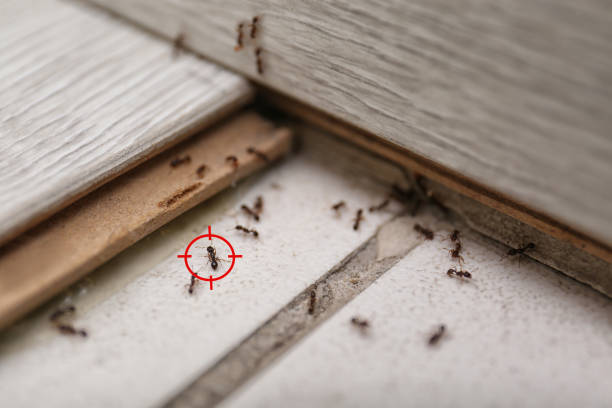 Best Flea Control Services  in Kingston, NJ